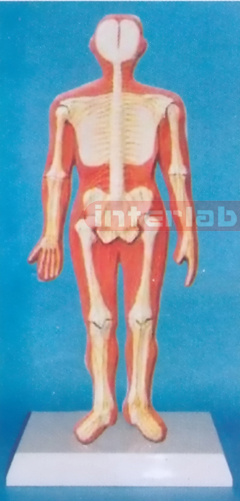 SMALL HUMAN SKELETAL NERVES SYSTEM MODEL